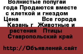 Волнистые попугаи, 2 года.Продаются вместе с клеткой и гнездом. › Цена ­ 2 800 - Все города, Казань г. Животные и растения » Птицы   . Ставропольский край